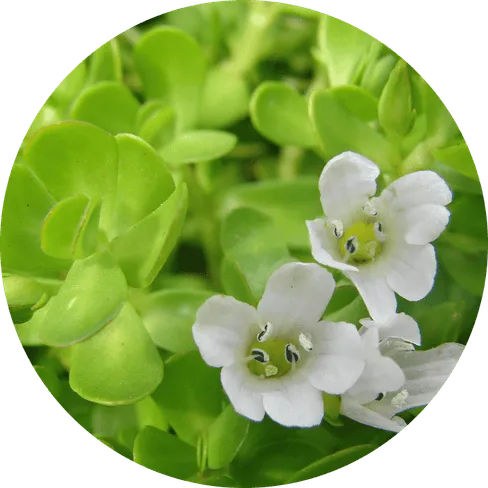 BrainVex™ Bacopa Monnieri Memory Support